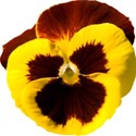 jThompson_yellowPansy_flower