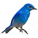 blue bird