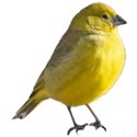 bird yellow