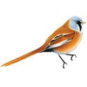 bird orange