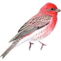 bird red