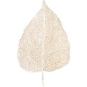 treasure_0012_leaf