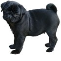 Mops (14)