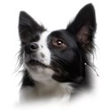 border-collie (7)