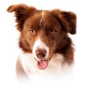 border-collie (1)
