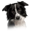 border-collie (2)