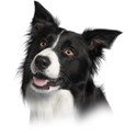 border-collie (4)