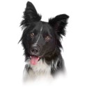 border-collie (6)